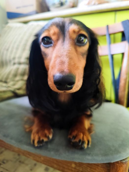 Ищем жениха длинношерстной таксе