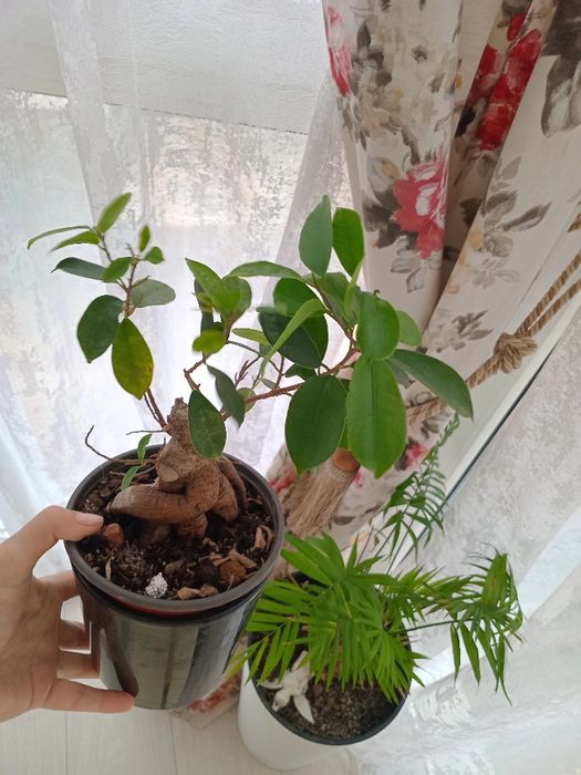 Продам.    цветы