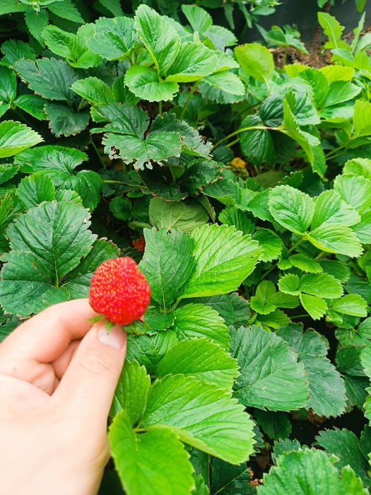 Дача ПК горняк  .