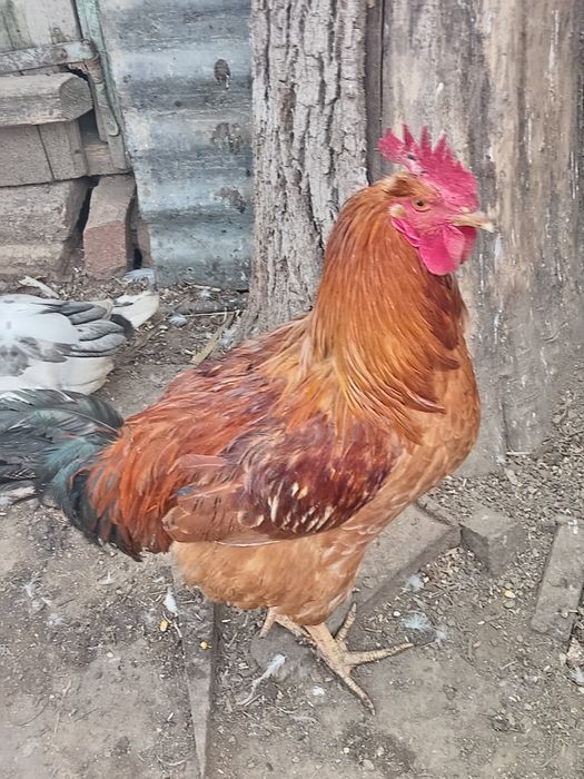 Vând cocoși și rate de tara crescute bio