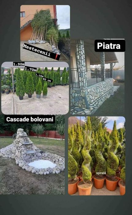 Gazon rulou sau sămânțare