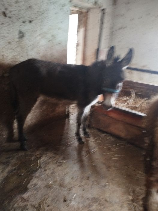 Продам ишака Айгыр