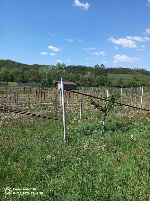 5000 mp Scaesti Dolj