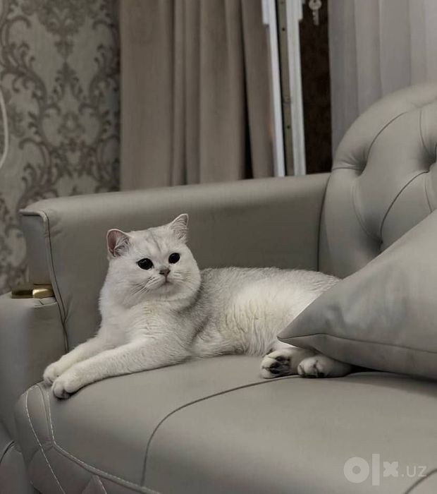 В Я З К А. Чистокровный шиншилла