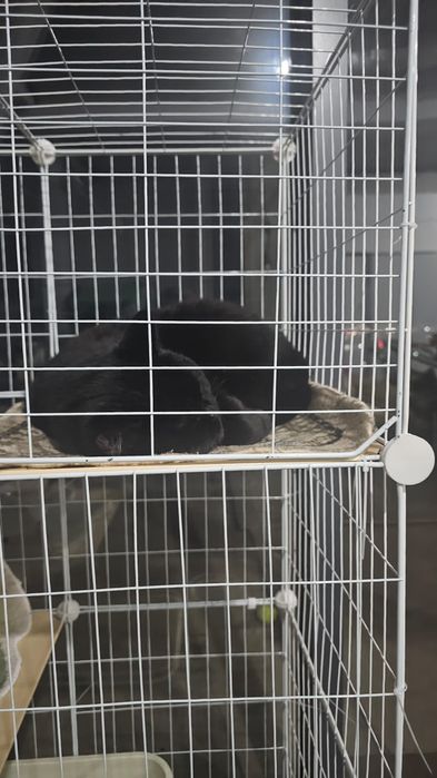 Вольер, клетка для кошки, собаки