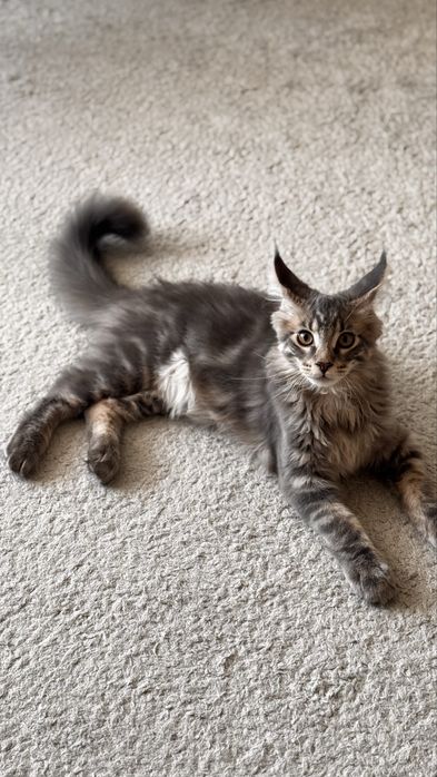 Мэйн-Кун породистый.