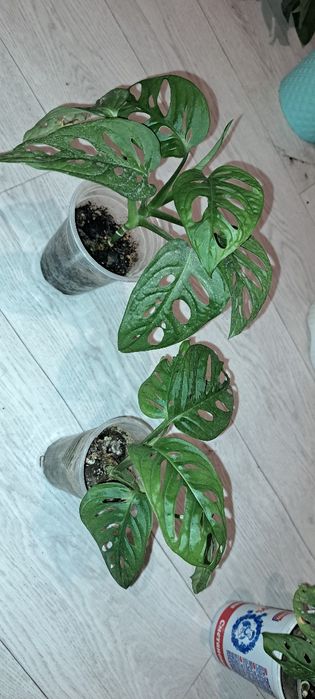 Домашние растения, цветущие