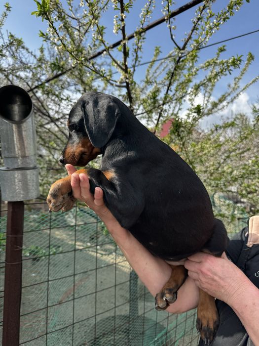 Срочно щенки добермана