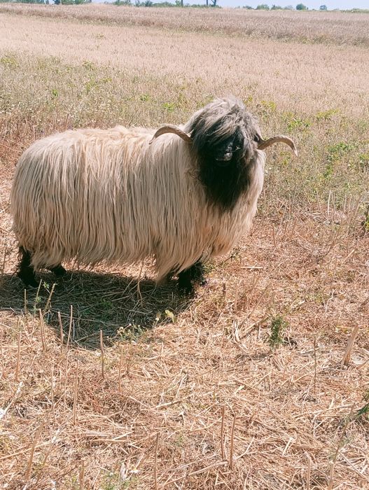 Berbec de vânzare