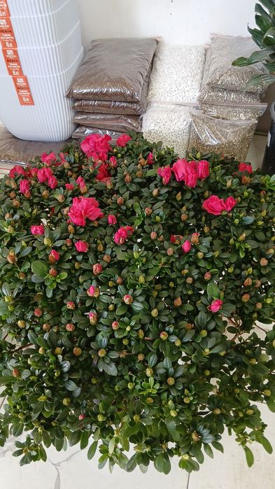 Азалия Azalia Azalea большой куст для подарки отличные выбор