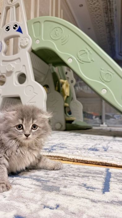 Продаются 1.5 месячные котята породные!!