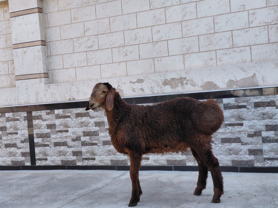 Qo'zi qo'chqorcha sotiladi