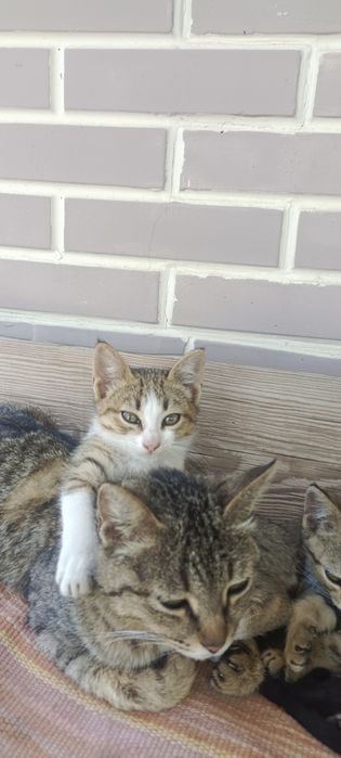 Котята бесплатно