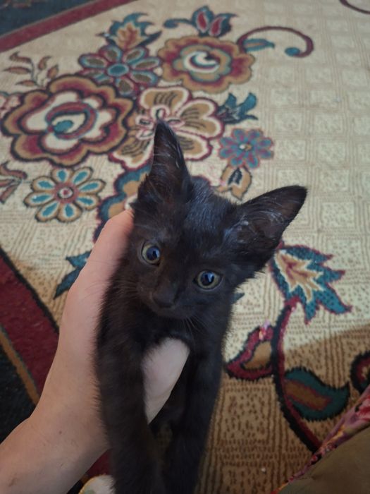 Отдам котенка в хорошие руки