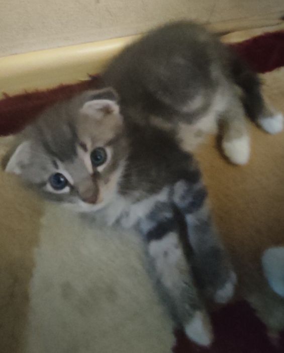 Котёнок мальчик .