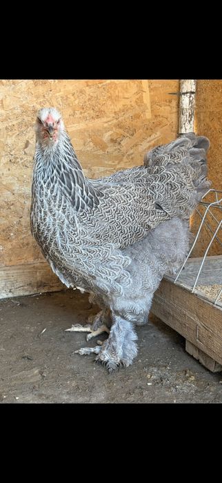 Pereche brahma BSO