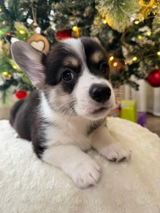 Вельш корги пемброк триколорного окраса