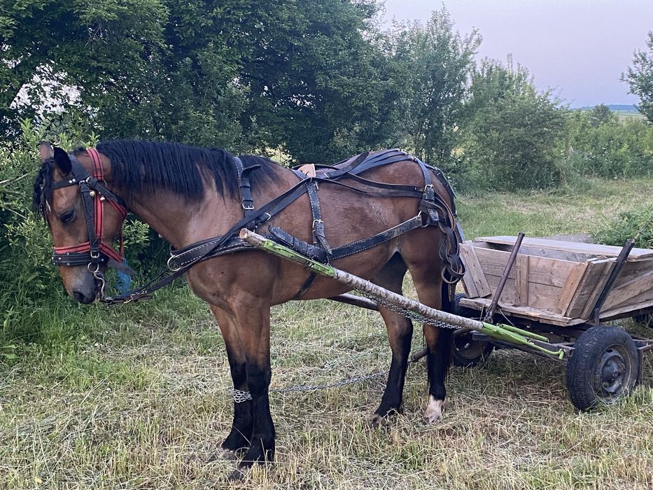 Vand manza de vanzare