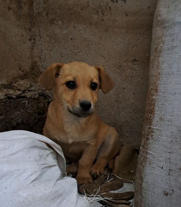 Donez cățeluși, vârstă 2 luni jumate
