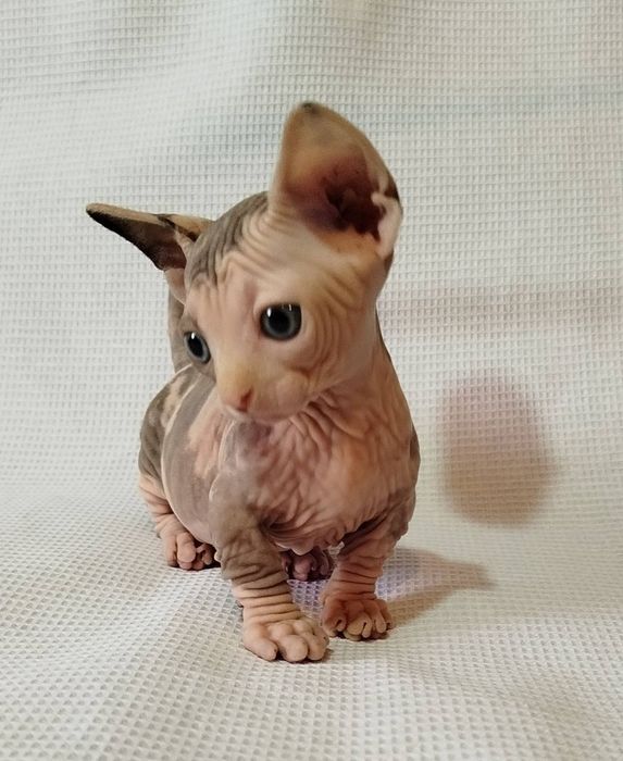 Котята эльф и бамбино