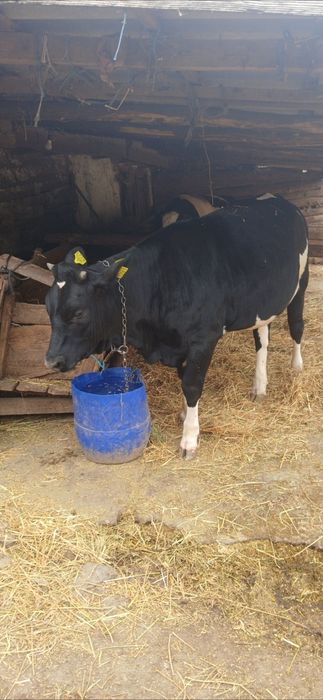 Vitea baltata romaneasca 9 luni