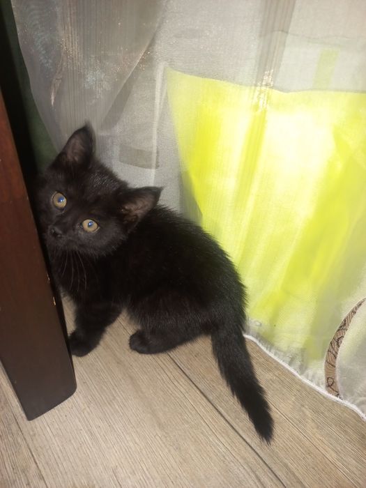 Отдам котенка в добрые руки