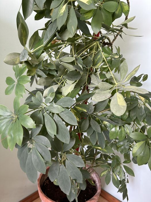 Красив Шефлер в глинена саксия