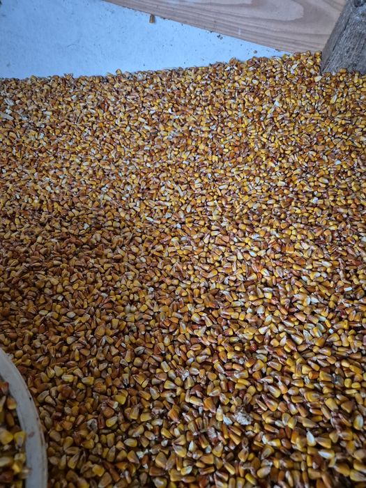 Vând porumb, (porumb, grau, orz)