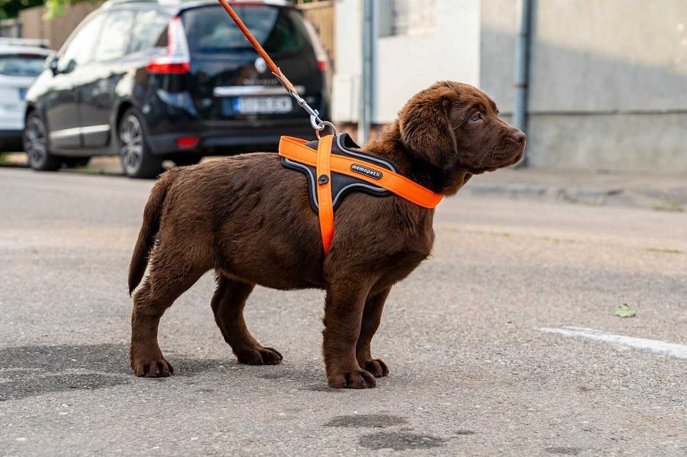 Femela labrador ciocolatie la 4 luni, Pedigree A