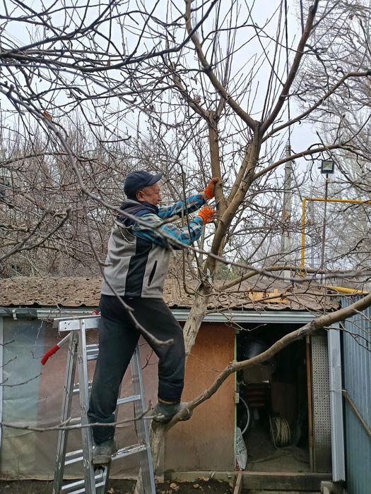 Обрезка плодовых деревьев