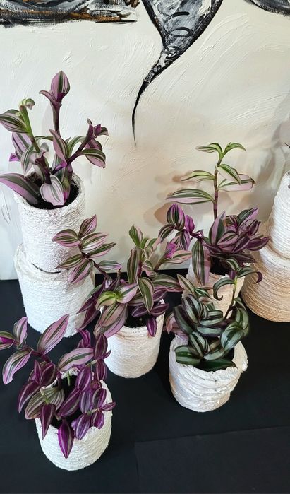 Tradescantia in ghiveci confectionat manual