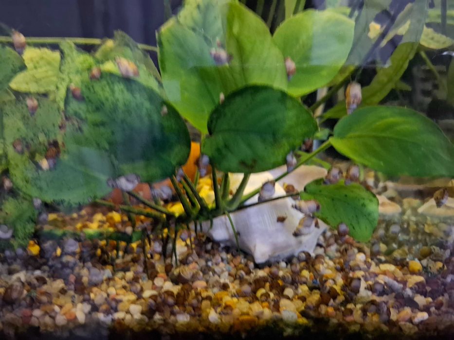 Охлюви мелания / Malaysian trumpet snails