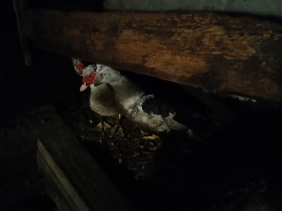 6000 селезни продам