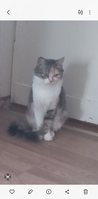 Подарю  кошечку. г.Рудный.