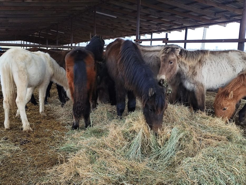 Жабағы сатылады 54 бас