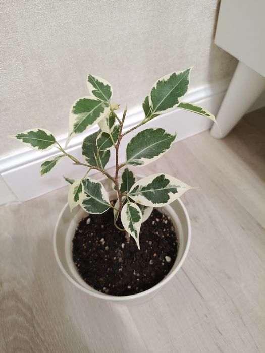 Фикус Бенджамина Твилайт