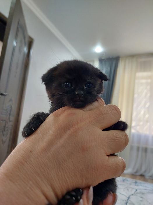 Продаются котята