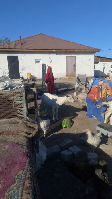 Продам козёл кострирован
