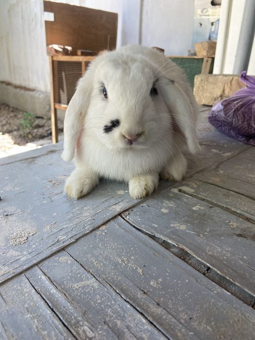 Quyon baran yangiyol