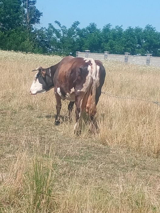 Vând vaca bine îngrijită