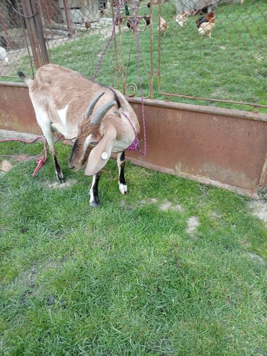 Vând capre și iezi