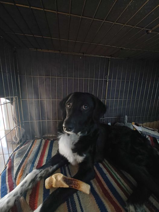 adopta l pe Rolly
