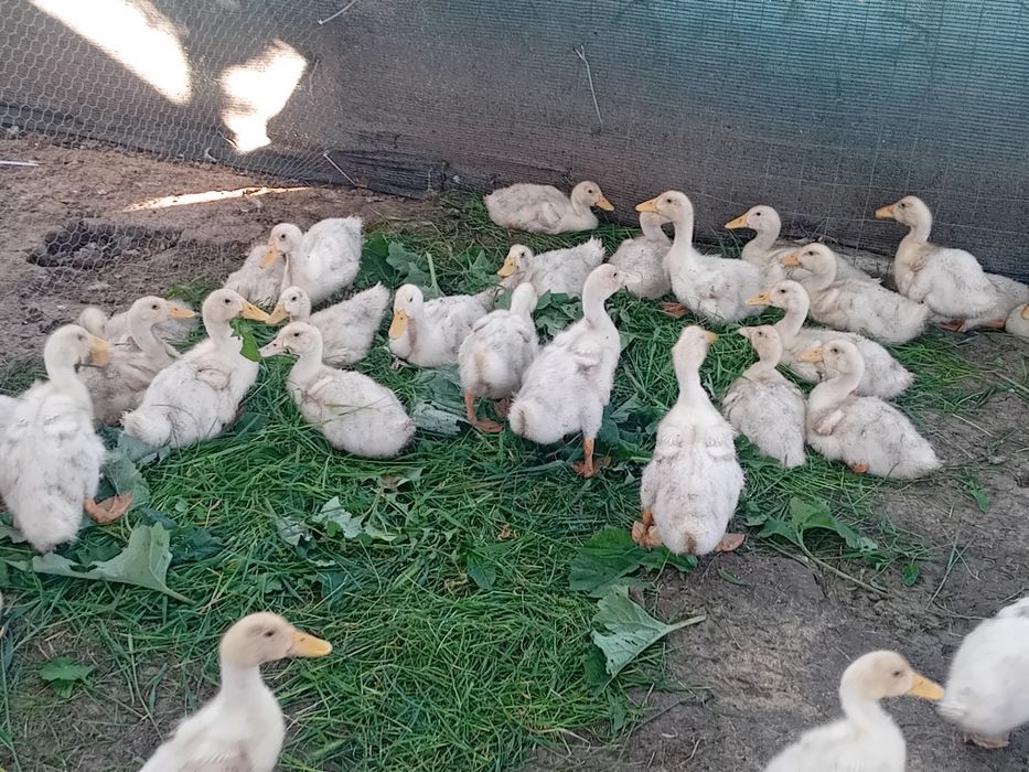 Pui,rațe, bibilici