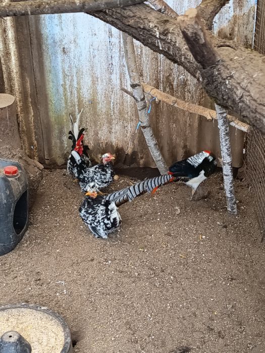 de vanzare oua pt incubat fazan gat golas pitic motate etc