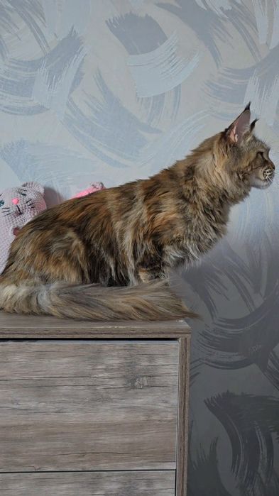 Мейн-кун кошечка