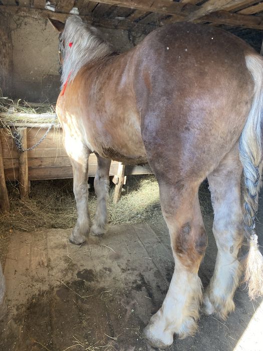 Vand armasar de 2 ani si 9 luni