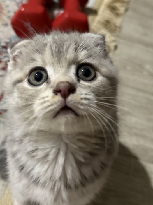 Шотландский вислоухий котёнок