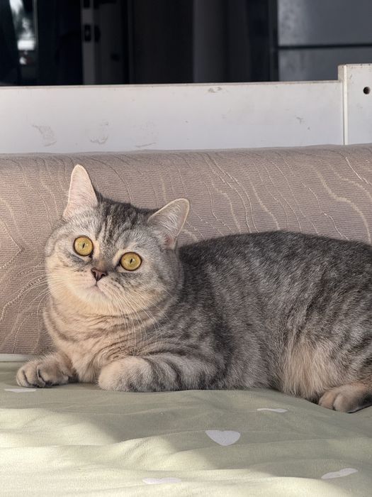 Ищем кота(британца) для вязки