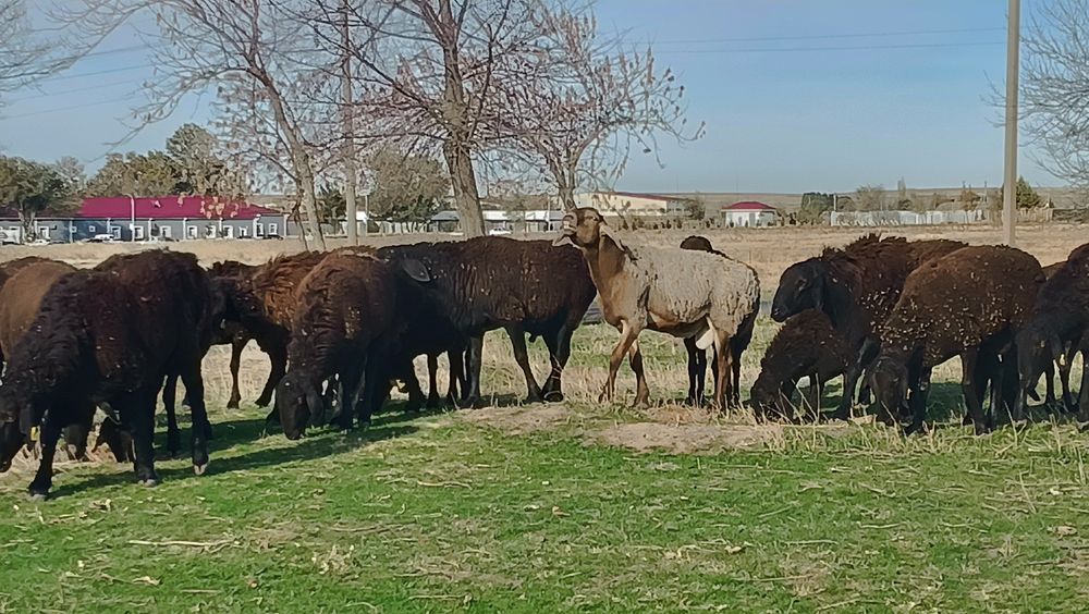 Qurbon hayiti munosabati bilan Hisori qochqor (nasildor, qurbonlik va