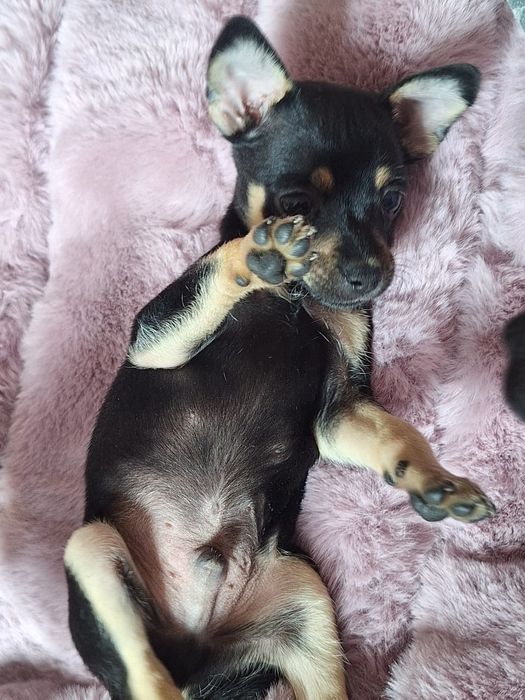 Щенки  пинчера-той